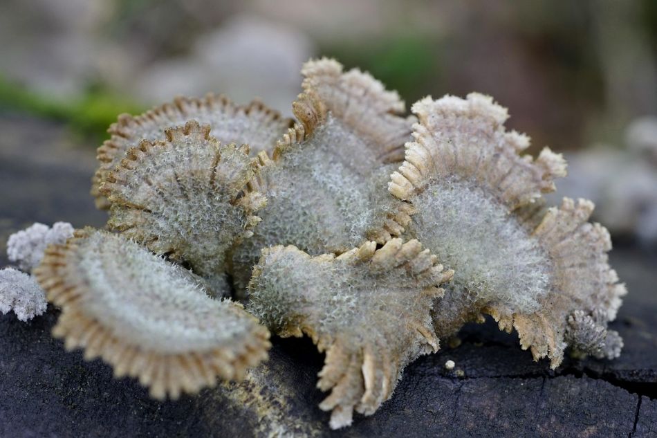 Tropische Pilze: Ein Universum zum Entdecken